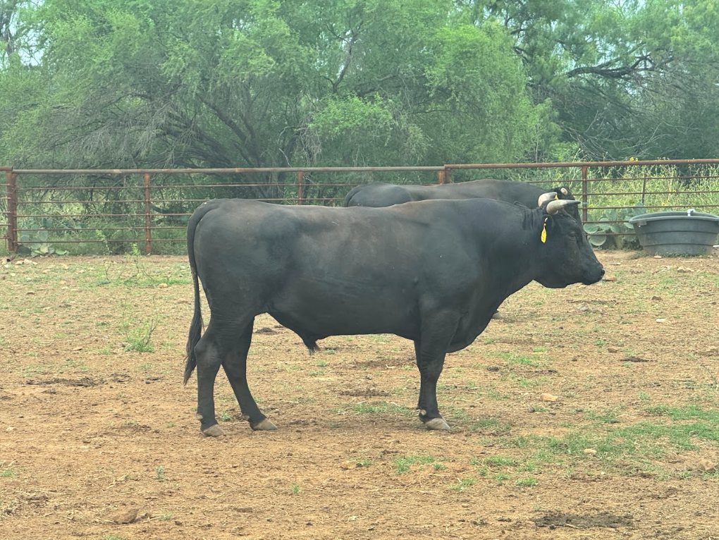 Wagyu herd sire in the working pens at 4Crosses