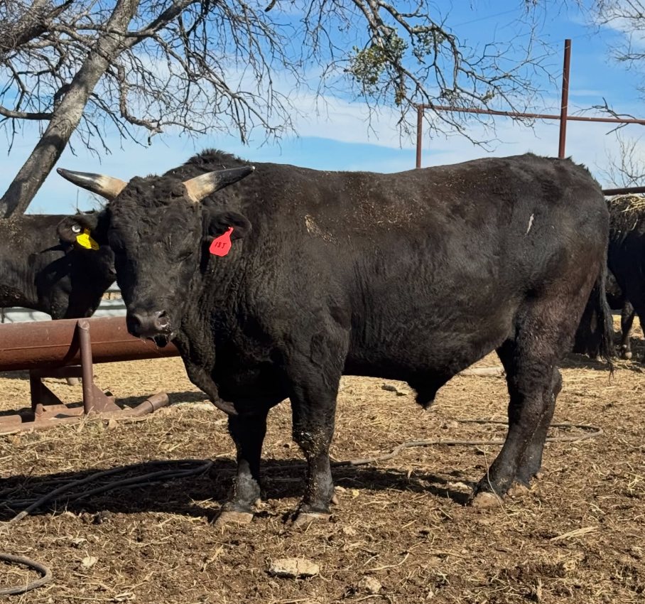 Full blood Wagyu herd sire at 4Crosses Cattle Company