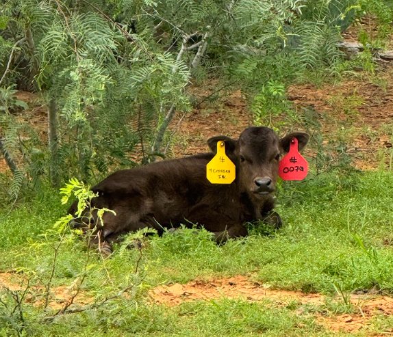 Tagged Wagyu calf resting in South Texas brush