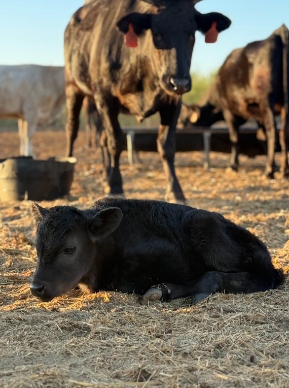 Newborn Wagyu calf resting beside the herd