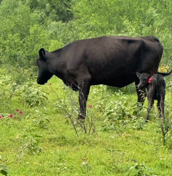 Wagyu cow with her calf on green pasture