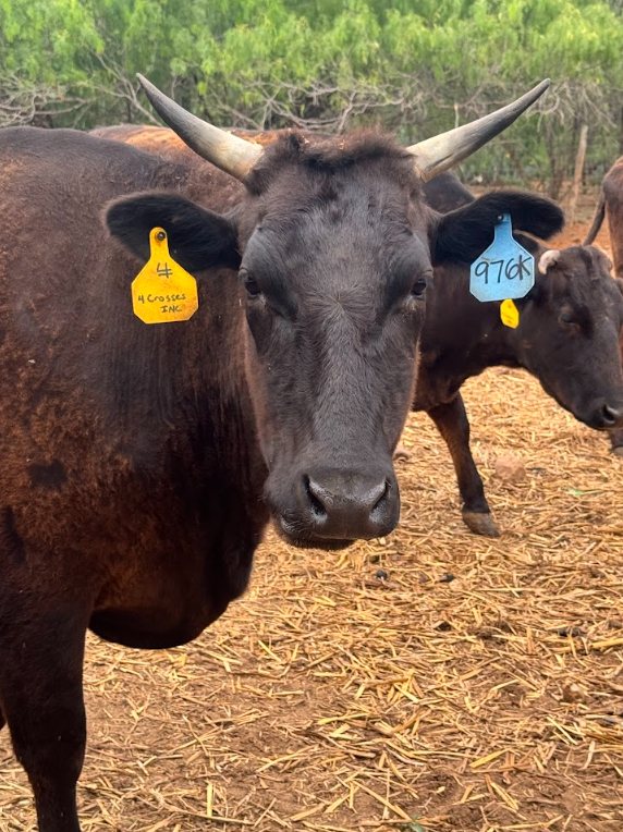Wagyu cow tagged with the 4Crosses ranch brand