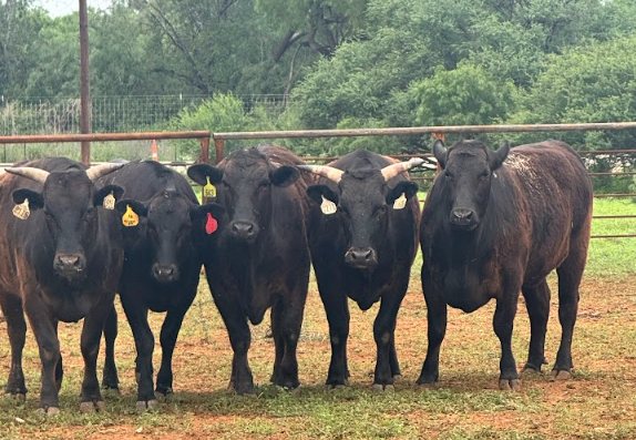 Wagyu cross cattle on pasture in Pearsall, Texas