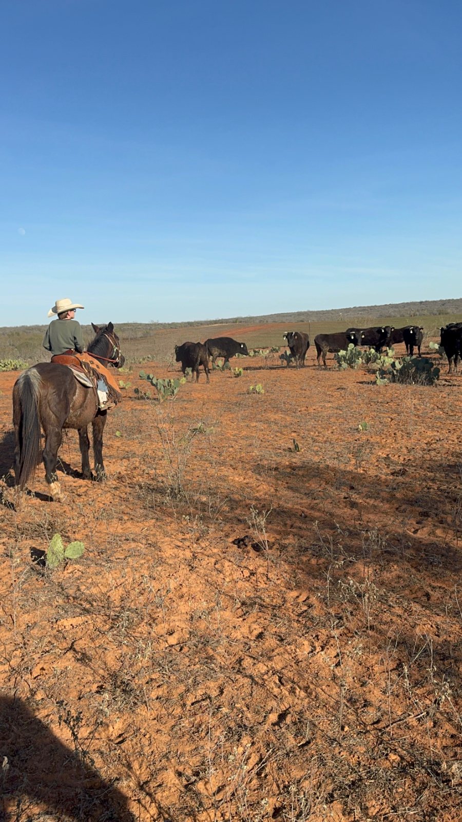 Gathering the Wagyu herd on horseback in South Texas