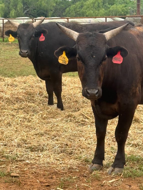 Purebred Wagyu females at 4Crosses Cattle Company