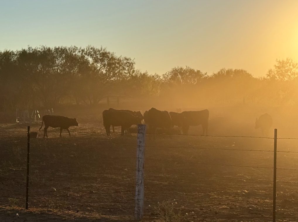 Wagyu herd at sunset on the 4Crosses ranch in Pearsall, Texas