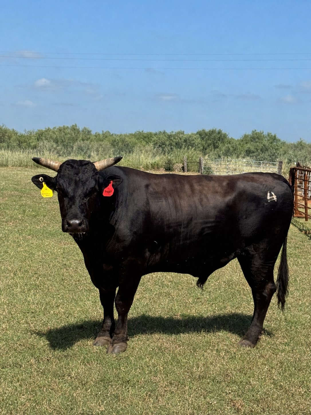 Full blood Wagyu bull standing in green pasture